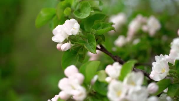 Gałąź Kwitnącej Jabłoni Pięknymi Białymi Kwiatami Rolki Ostrości — Wideo stockowe