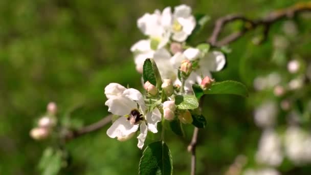 Trzmiel Zapyla Białe Wiosenne Kwiaty Jabłoni Gałęzi Latające Kwiatka Kwiatka — Wideo stockowe