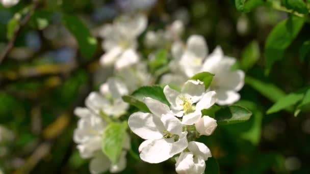 Belle Branche Pommier Fleurs Avec Grandes Fleurs Blanches Balançant Dans — Video