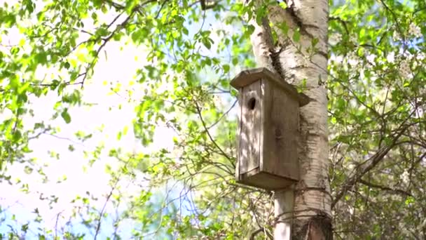 Fågeln Flyger Fågelholken Håller Fjädrar Och Avföring Ungen Näbben Att — Stockvideo