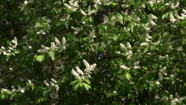 Ett Stort Fågelkörsbärsträd Med Blommor Som Svajar Vinden — Stockvideo