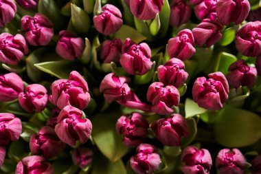 Güzel leylak lalelerinin kapalı tomurcukları, üst üste çok sayıda büyür.