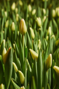 Güneşin ışınlarındaki küçük sarı lale tomurcukları bahçede yetişir. dikey arkaplan