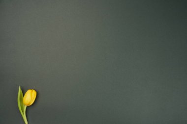 Gri arka plan ve sol alt köşede küçük sarı bir lale tomurcuğu.