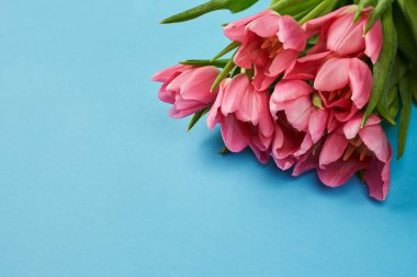 Mavi arka planda pembe lalelerin güzel tomurcukları.