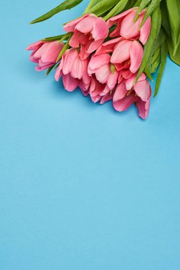 dikey mavi arkaplan ve üstünde pembe laleler var.