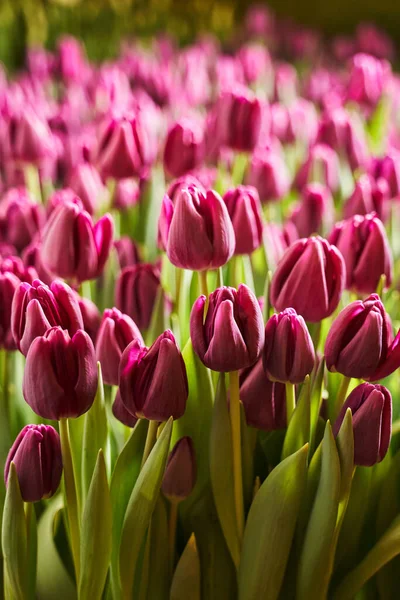 dikey arkaplan. Mor yuvarlak lale tomurcukları güneş ışığı altında bir bahçe yatağında. seçici odak.