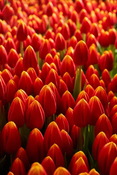 Büyük bir bahçe yatağında güzel lalelerin kırmızı tomurcukları. Seçici odaklanma. arkaplan