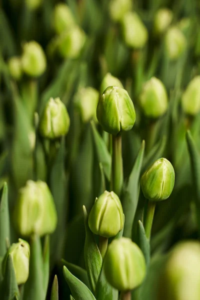 Açık yeşil, yuvarlak lale yapraklar içinde bir bahçe yatağında çok yakın dikey bir fotoğrafta.