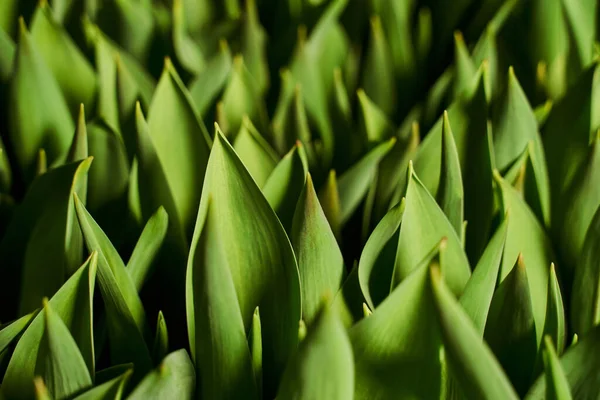Keskin uçlu yeşil yapraklar. güzel yeşil arkaplan