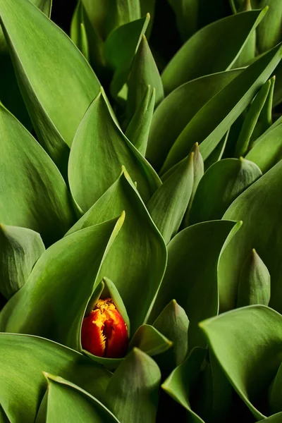 one special eye-catching red and yellow tulip sprouting among the green leaves. vertical background