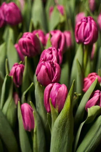 Bahçe yatağında mor lalelerin güzel yuvarlak tomurcukları.