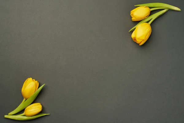Alt ve üst köşede iki sarı lale tomurcuğu eğimli bir şekilde gri arka planda