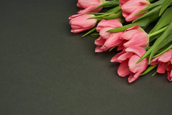 Gri arka planda güzel büyük pembe laleler