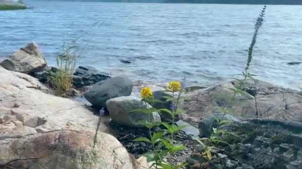 Fleurs Forestières Nature Nordique Poussant Sur Des Pierres Bord Lac — Video