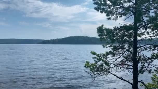 Petit Pin Sur Fond Grand Lac Par Une Journée Nuageuse — Video