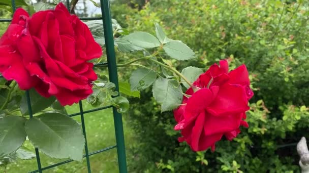 Grands Bourgeons Une Rose Jardin Rouge Sur Stand Dans Jardin — Video