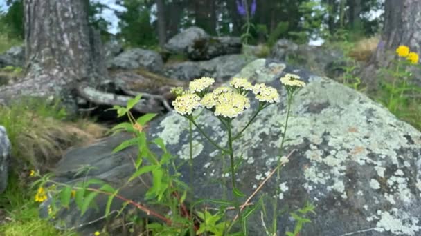 Flor Blanca Sobre Fondo Una Piedra Cubierta Musgo Raíces Árbol — Vídeos de Stock