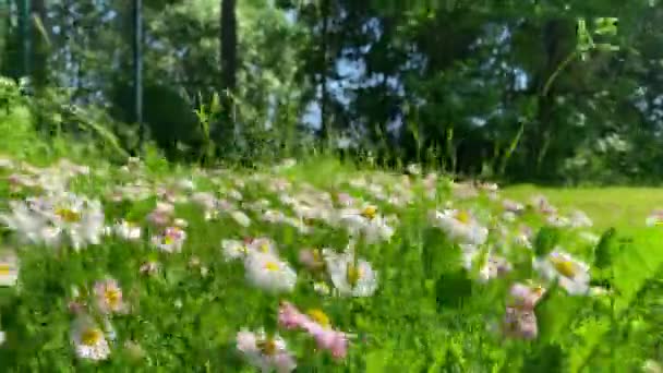 Kleine Gänseblümchen Grünen Gras Wiegen Sich Stark Wind — Stockvideo