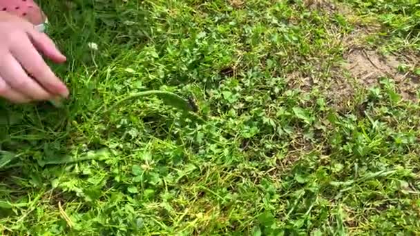 Mano Niño Lleva Una Hoja Sobre Que Asienta Escarabajo Grande — Vídeo de stock