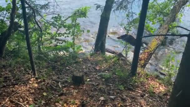 Склон Озера Вода Брызгает Деревья Растут Рядом Водой — стоковое видео