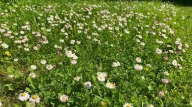 Rüzgarın estiği geniş bir alçak papatya düzlüğü.