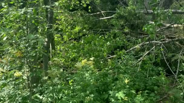 Сухое Дерево Упало Зеленом Лиственном Лесу Непроницаемый Лес — стоковое видео