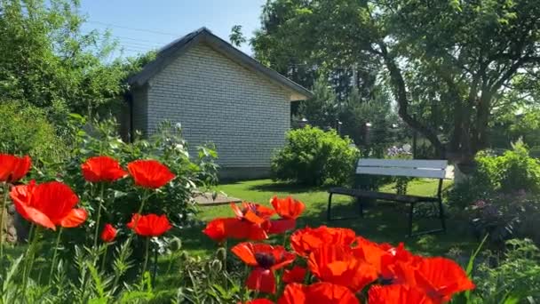 Ein Strauch Schöner Roter Gartenmohn Mit Einer Kamera Die Sie — Stockvideo