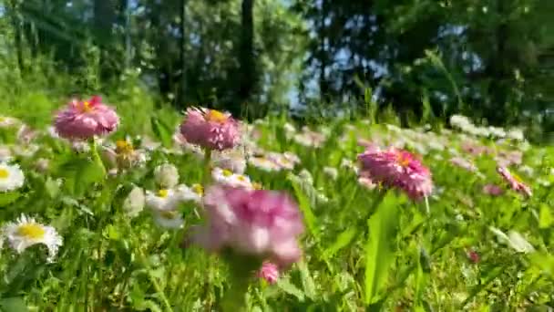 uzavřená kamera proletí polem se sedmikráskami a zelenou trávou. květiny velmi blízko