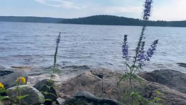 Лісові Квіти Північної Природи Маленькі Жовті Фіолетові Ростуть Каменях Біля — стокове відео
