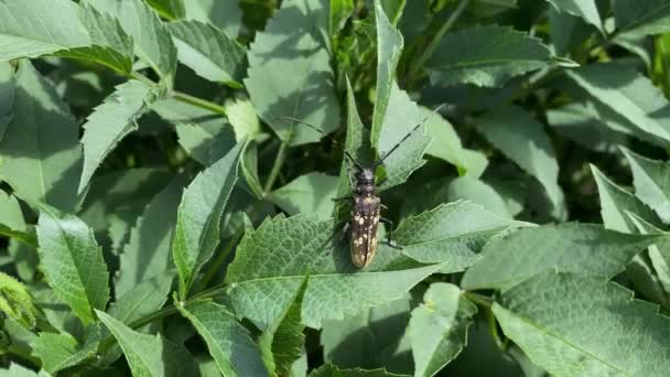 Large Black Yellow Beetle Huge Long Mustache Sits Green Leaves — Stock Video