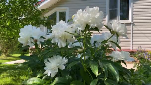 Bellissimo Cespuglio Alto Peonia Albero Bianco Giardino — Video Stock