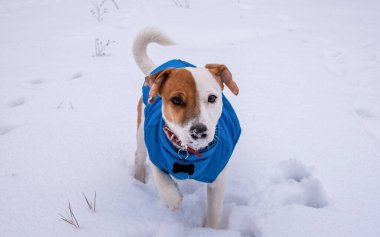 İki renkli Jack Russell Terrier, kar üzerinde mavi bir yelek ve kırmızı yakalı, siyah kemik şeklinde bir kolye ile, kameraya bakıyor,