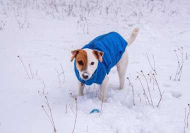 Çift renkli Jack Russell Terrier, dışarıda kar üzerinde mavi yelek ve kırmızı yakalı siyah kemik şeklinde bir kolye ile duruyor, kameraya bakıyor, kardaki burnu ile, mavi top yakın.