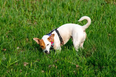Köpek cins Jack Russell Terrier ormanda yeşil çimlerin üzerinde renkli bir koşum takımı içinde duruyor, yeşil çimlerde bir şey buluyor ve yarı kapalı gözlerle çiğniyor. 