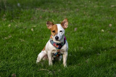 Köpek cins Jack Russell Terrier ormanda yeşil çimlerin üzerinde renkli bir koşum takımı içinde çimlere oturur ve kameraya bakar, güneş ışınları yüzüne düşer. 