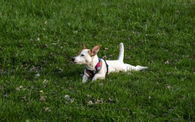 Köpek cins Jack Russell Terrier ormanda yeşil çimlerin üzerinde renkli bir koşum takımı içinde, sürünerek yerde yatıyor, başını ve kuyruğunu kaldırıp yana bakıyor. 