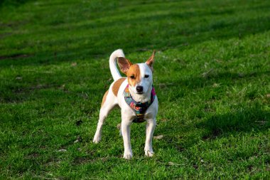Köpek yavrusu Jack Russell Terrier yeşil çimlerin üzerinde renkli bir koşum takımı içinde yeşil çimlerin üzerinde duruyor ve kameraya bakıyor.. 