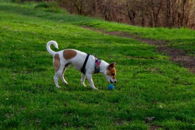 Köpek cins Jack Russell Terrier ormanda yeşil çimlerin üzerinde renkli bir koşum takımı içinde, köpek yol kenarındaki yeşil çimlerin üzerinde kameraya yan duruyor ve oyuncağını kokluyor, mavi bir top, onu kaldıracak. 