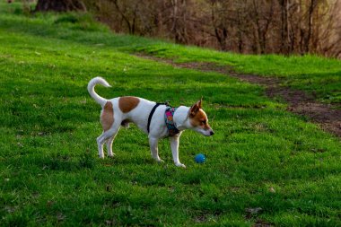 Köpek cins Jack Russell Terrier ormanda yeşil çimlerin üzerinde renkli bir koşum takımı içinde, köpek yol kenarındaki yeşil çimlerin üzerinde kameraya yan bakıyor, önüne bakıyor, oyuncağının yanında mavi bir top yatıyor. 