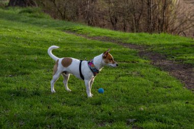 Köpek cins Jack Russell Terrier ormanda yeşil çimlerin üzerinde renkli bir koşum takımı içinde, köpek yol kenarındaki yeşil çimlerin üzerinde kameraya yan bakıyor, önüne bakıyor, oyuncağının yanında mavi bir top yatıyor. 