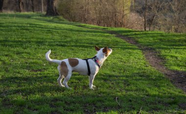 Köpek cins Jack Russell Terrier yeşil çimlerin üzerinde, renkli bir koşum takımı içinde, çimlerin üzerinde duruyor yarım bir dönüş ve yukarı bakıyor