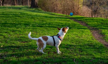 Köpek cinsi Jack Russell Terrier yeşil çimenli bir sahada top oynuyor. Köpek havada uçan mavi topu yakalamaya hazırlanıyor.