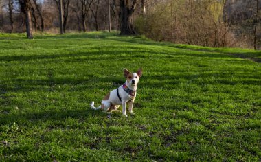 Köpek cins Jack Russell Terrier ormanda yeşil çimlerin üzerinde renkli bir koşum takımı içinde çimlere oturur ve kameraya bakar, güneş ışınları yüzüne düşer. 