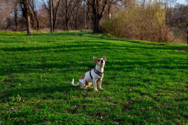 Köpek cinsi Jack Russell Terrier ormanda yeşil çimlerin üzerinde renkli bir koşum takımı ile oturur, çimlere oturur ve yukarı bakar, güneş ışınları yüzüne düşer. 