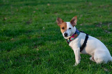 Köpek cins Jack Russell Terrier ormanda yeşil çimlerin üzerinde renkli bir koşum takımı ile oturur, yarım dönüş yapar ve kameraya bakar, güneş ışınları yüzüne düşer. 