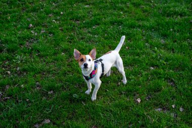 Köpek cins Jack Russell Terrier yeşil çimlerin üzerinde renkli bir koşum takımı ile. Köpek çimlerin üzerinde duruyor ve kafasını kaldırıp yukarı bakıyor, yukarıdan çekilmiş bir fotoğraf. 