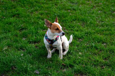 Köpek cins Jack Russell Terrier ormanda yeşil çimlerin üzerinde renkli bir koşum takımı içinde, köpek dik oturur, çimlerin kenarına bakar.