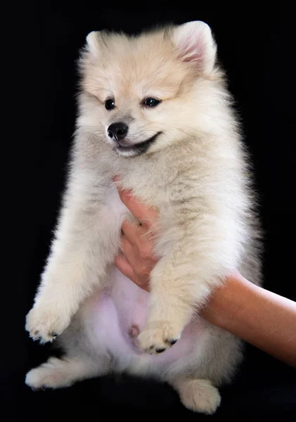 Human Hands Hold Fluffy White Spitz Puppy Black Background Puppy — Stock Photo, Image