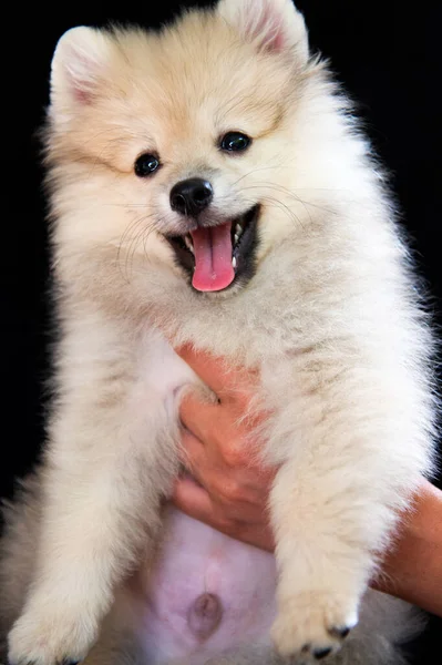 Menselijke Handen Houden Een Pluizige Witte Spitz Puppy Een Zwarte — Stockfoto